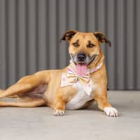 Photo of Gidget   6 Year Old Staffy X Mastiff