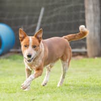 Photo of Rusty