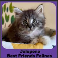 Photo of Jalapeno