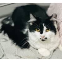 Photo of 10832   Daphne