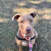 Photo of Cinnamon Toast