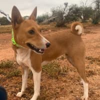 Photo of Shona
