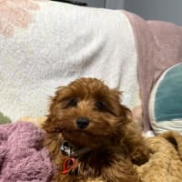 Photo of Josie 