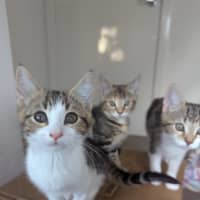 Photo of Sophia Golden