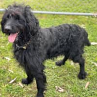 Photo of Bailey