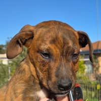 Photo of Soxy