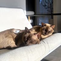 Photo of Coco & Louie