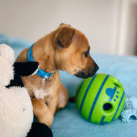 Photo of Buddy