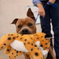 Photo of Scooby
