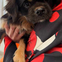Photo of Kiki