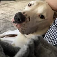 Photo of Baxter   5 Year Old Bullmastiff