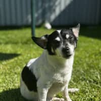 Photo of Tiny   14 Year Old Fox Terrier X