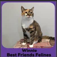 Photo of Winnie 