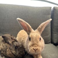 Photo of Hunnybun And Choc Chip 