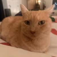 Photo of Frankie