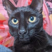 Photo of Reglisse