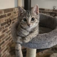 Photo of Lyric