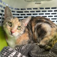 Photo of Caramel Slice