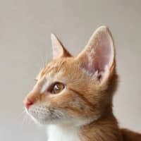 Photo of Maverick 