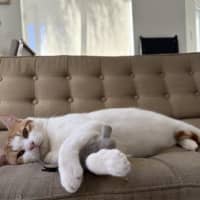Photo of Clive