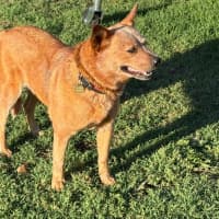 Photo of Brandylicious