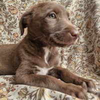 Photo of Leeloo (Jade) 