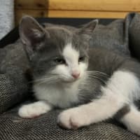 Photo of Ducky