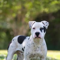 Photo of Hercules