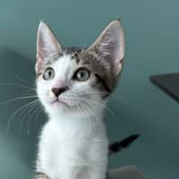Photo of Rukia