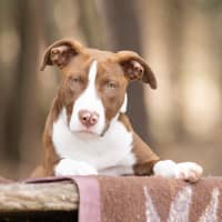 Photo of Cinnamon