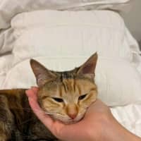 Photo of Juno