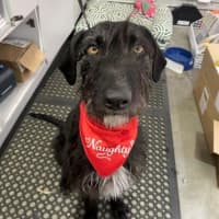 Photo of Roxy Peggotty