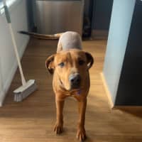 Photo of Tank   9 Month Old Mastiff X