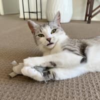 Photo of Banksia 🌺💐🌸