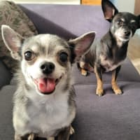 Photo of Hugo And Rocky