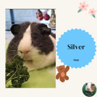 Photo of Silver