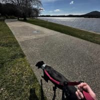 Photo of Carla, They Greyhound