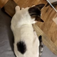 Photo of Mouse