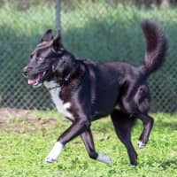 Photo of Hunter