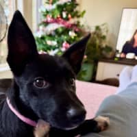 Photo of Connie   15 Week Old Border Collie X