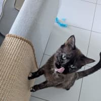 Photo of Sheeba