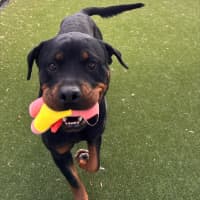 Photo of Moon Imp 29