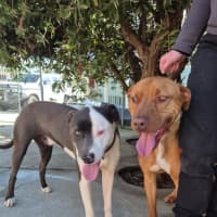 Photo of Pikelet 🥞