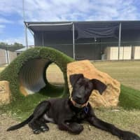 Photo of Elphaba   5 Month Old Shepherd X