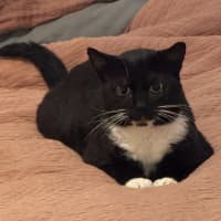 Photo of Diesel