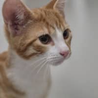 Photo of Melon