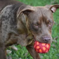 Photo of Turbo *$250 Adoption Fee*