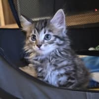 Photo of Taffy