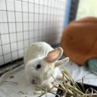 Photo of Cotton