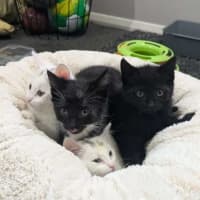 Photo of Oreo